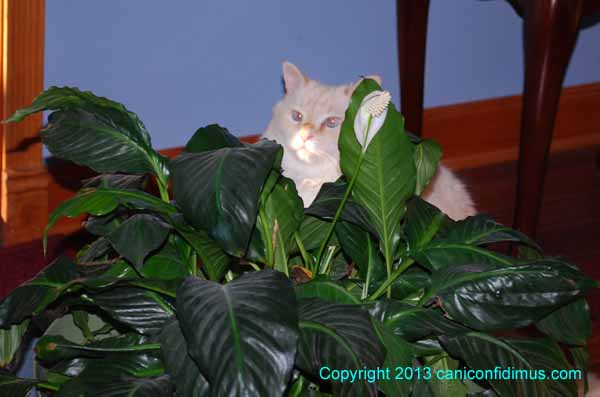 Zoe behind the peace lily