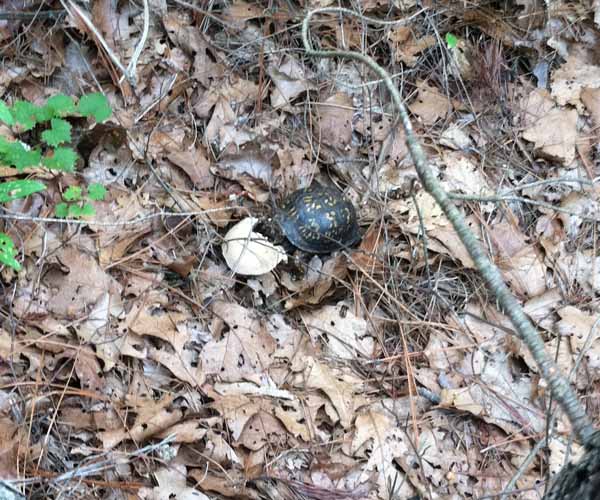 Hard to make it out, but he's enjoying the 'shroom