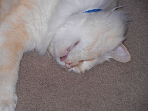 Comatose