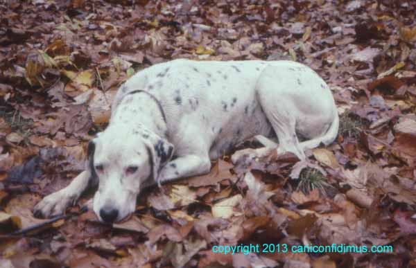 Jesse, at rest