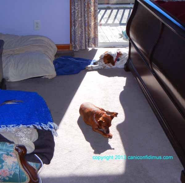 dogs in the sun