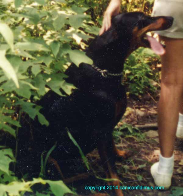 sheba at home