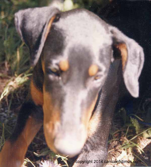 Sheba, in a scan of a fuzzy old print.
