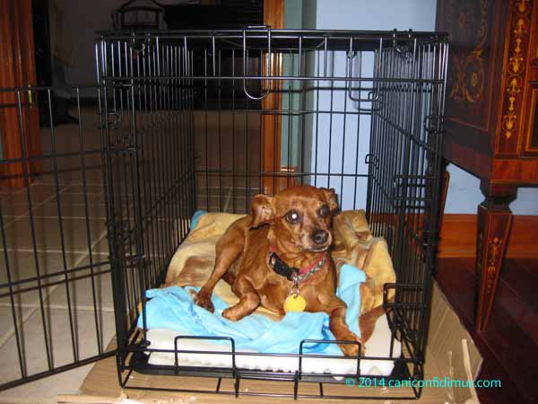 lucy in the kennel