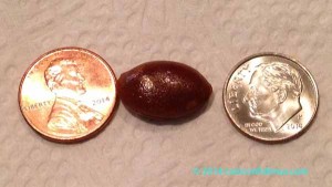 persimmon seed