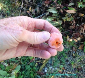 ripe persimmon