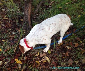 zeke sniffing persimmons