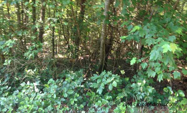 fox in the woods
