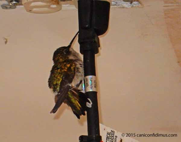 hummer on a wire