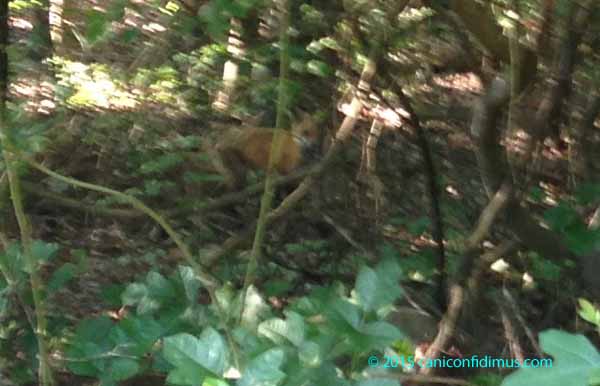 zoom fox in the woods