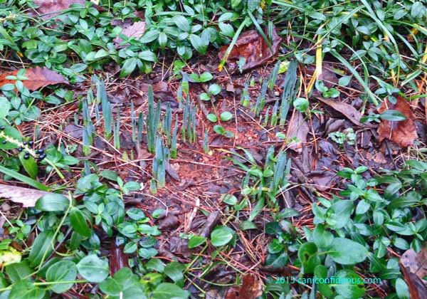 early daffodils