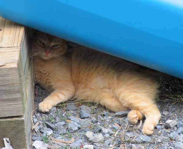 Rusty, finding shade in the early days