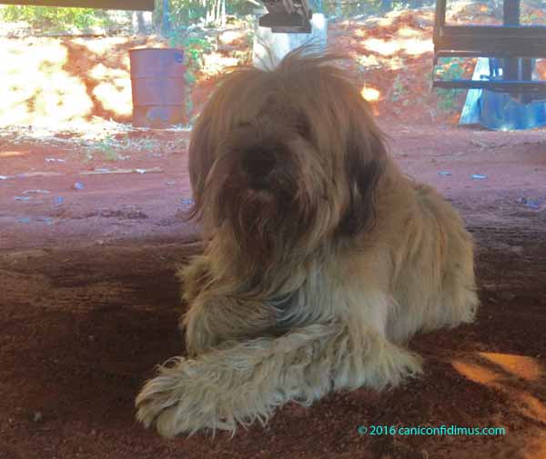 shaggydog